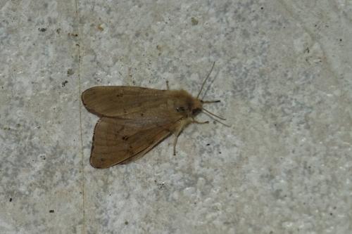 Diaphora sordida